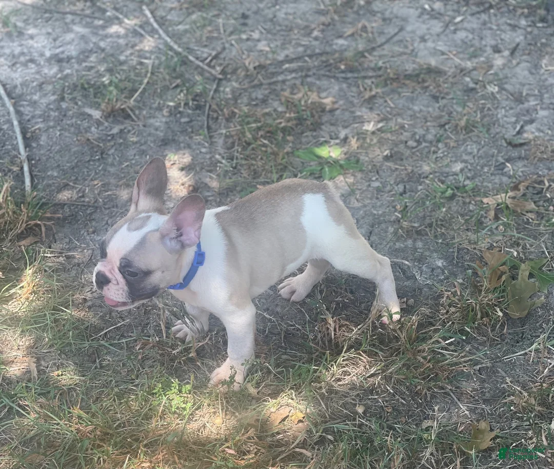 French Bulldog dogs for sale: Rollie Pollie Ollie - Ad 2