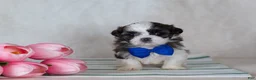 Mixed Breed dogs for sale: Duke - Ad 4