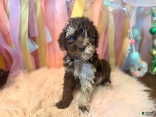 Australian Labradoodle dogs Classy Australian Labradoodle Puppy 2 - Ad 3