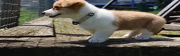 Welsh Corgi Pembroke dogs for sale: Zoey - Ad 6