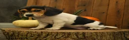 Beagle dogs for sale: Kit kat - Ad 4