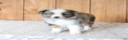 Miniature Australian Shepherd dogs for sale: Daphne - Ad 7