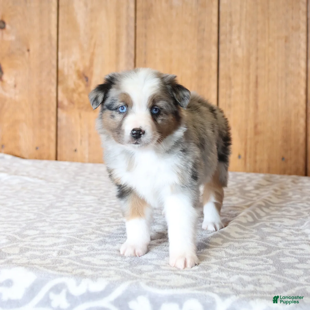Miniature Australian Shepherd dogs for sale: Daphne - Ad 7