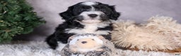 Mini Aussiedoodle dogs for sale: Payday - Ad 10