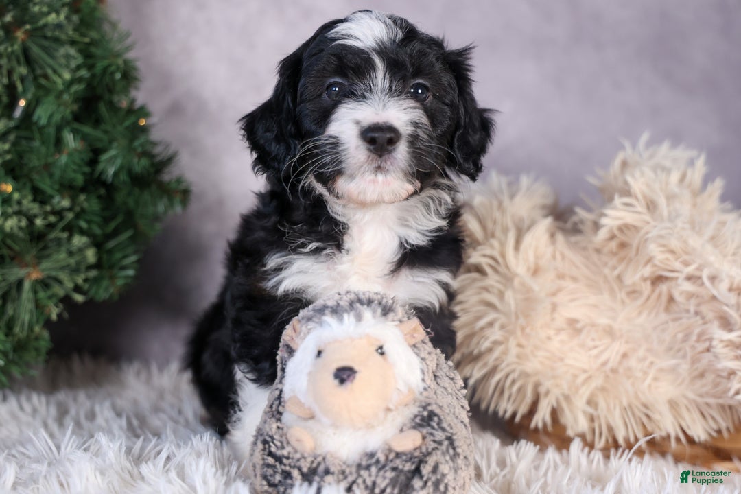Mini Aussiedoodle dogs for sale: Payday - Ad 10