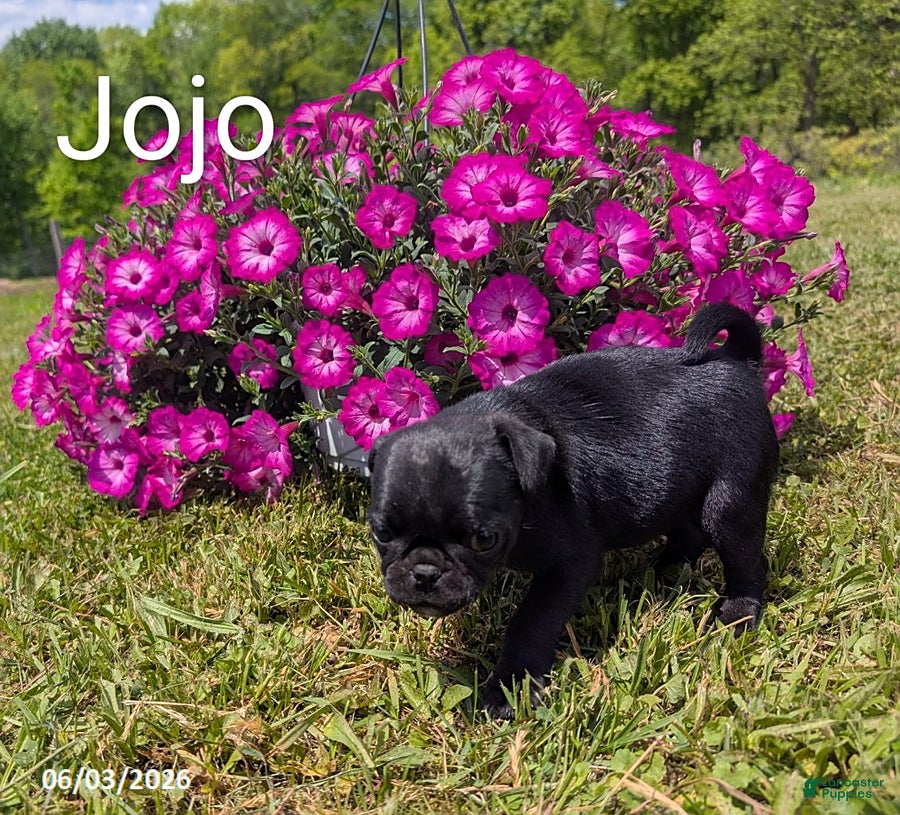 Pug dogs for sale: Jojo - Ad 3