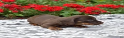 Miniature Dachshund dogs for sale: Star - Ad 6