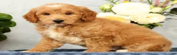 Mini Goldendoodle dogs for sale: Onyx - Ad 3