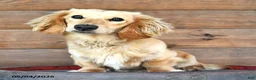 Miniature Dachshund dogs for sale: Dolly - Ad 7