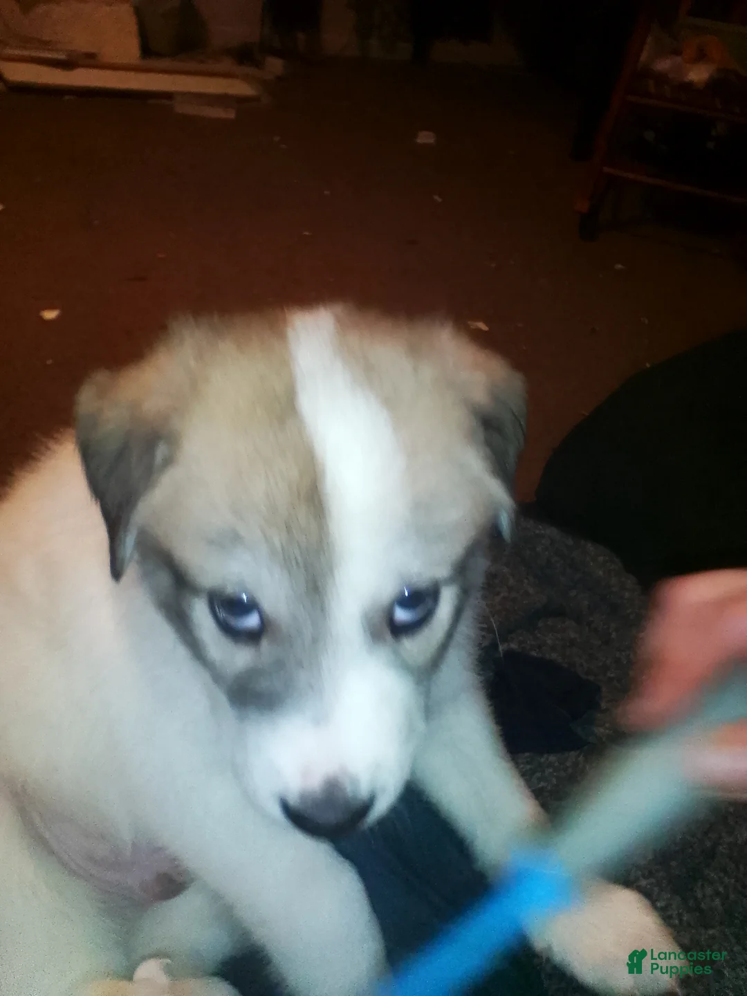 Mixed Breed dogs for sale: Chewy Boy  - Ad 3