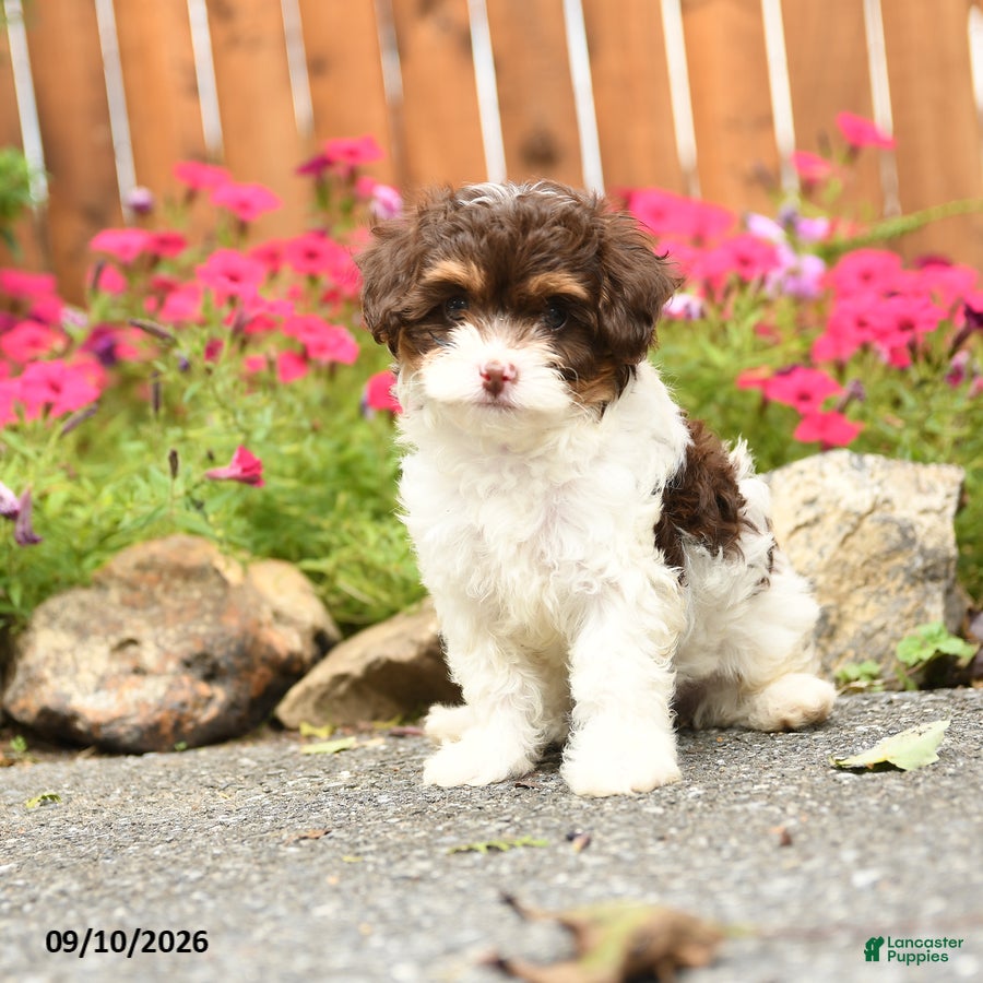【期間限定SALE】Hillii dwarf&curl 子株 OC pup Georgia Mixed Breed for sale in Gap | Lancaster Puppies