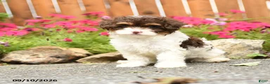 Georgia