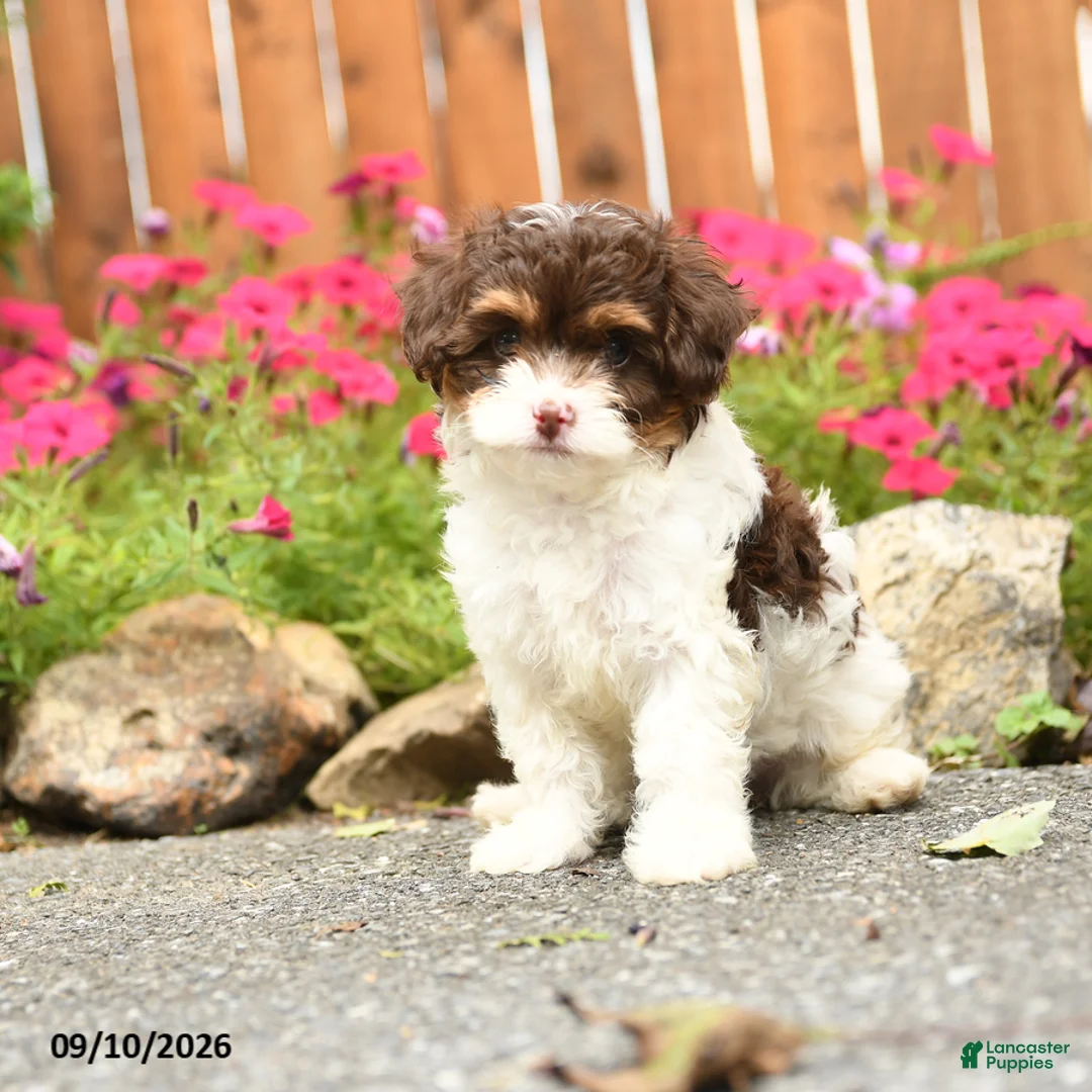 Georgia Mixed Breed for sale in Gap | Lancaster Puppies