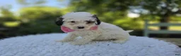 Miniature Poodle dogs for sale: Darcy - Ad 3