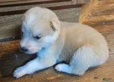 Mixed Breed Puppy 10