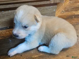 Mixed Breed dogs Mixed Breed Puppy 10 - Ad 19