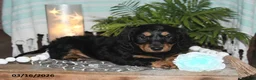Dachshund dogs for sale: Revan - Ad 3