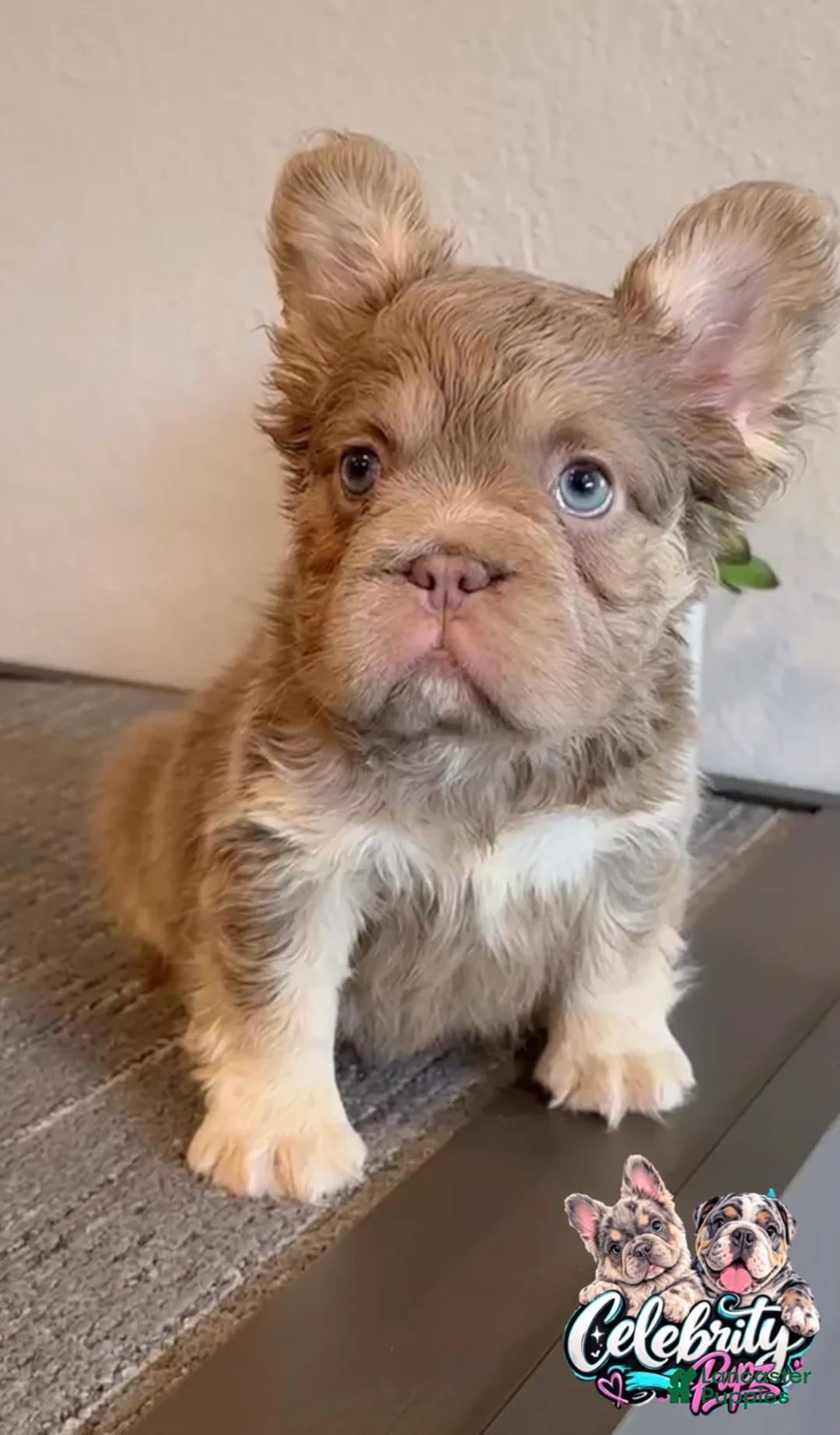 French Bulldog dogs for sale: FENDI - Isabella Tan Fluffy in Cali, USA Delivery & Financing Options! - Ad 2