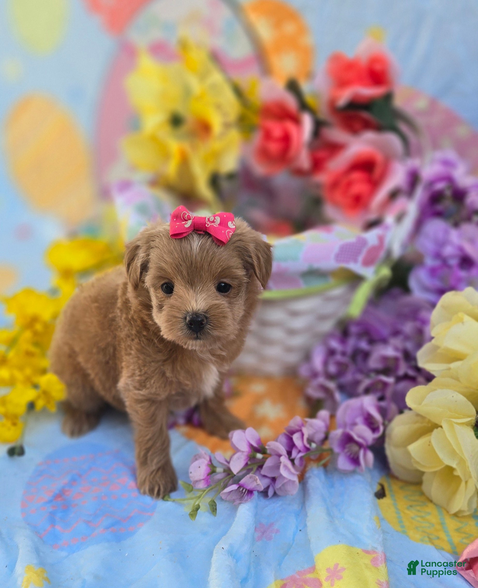 Mixed Breed dogs Jelly - Ad 2