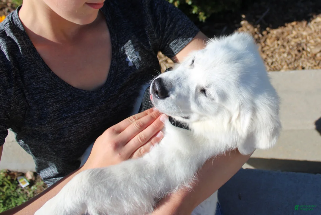 Golden Retriever dogs for sale: Oliver - Ad 2