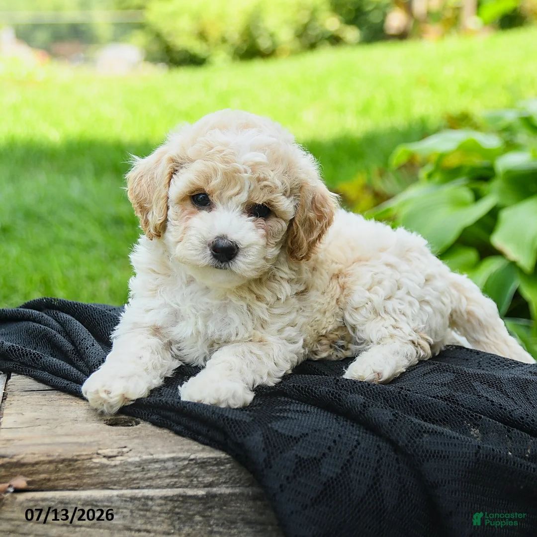 Bichpoo dogs for sale: Henry - Ad 2