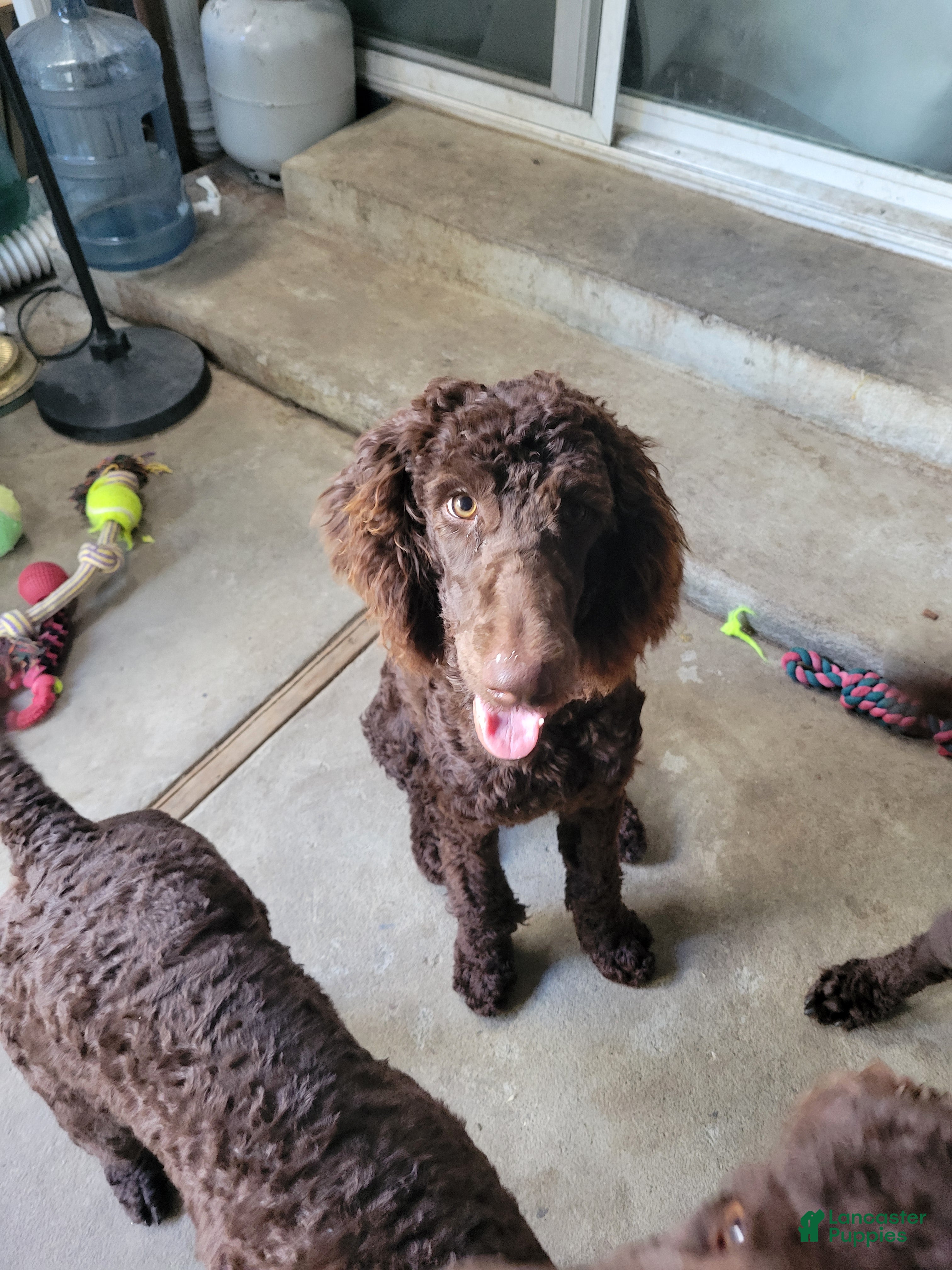 Standard Poodle dogs Standard Poodle 3 - Ad 1