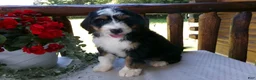 Mini Bernedoodle dogs for sale: Bella - Ad 5