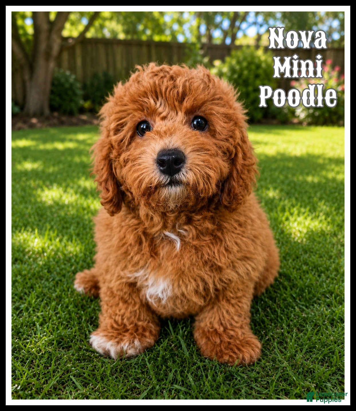 Miniature Poodle dogs Nova - Ad 1
