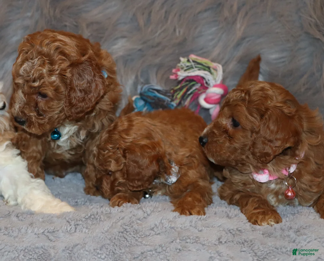 Mini Goldendoodle dogs for sale: Thomas 💙 Micro Miniature - Ad 9