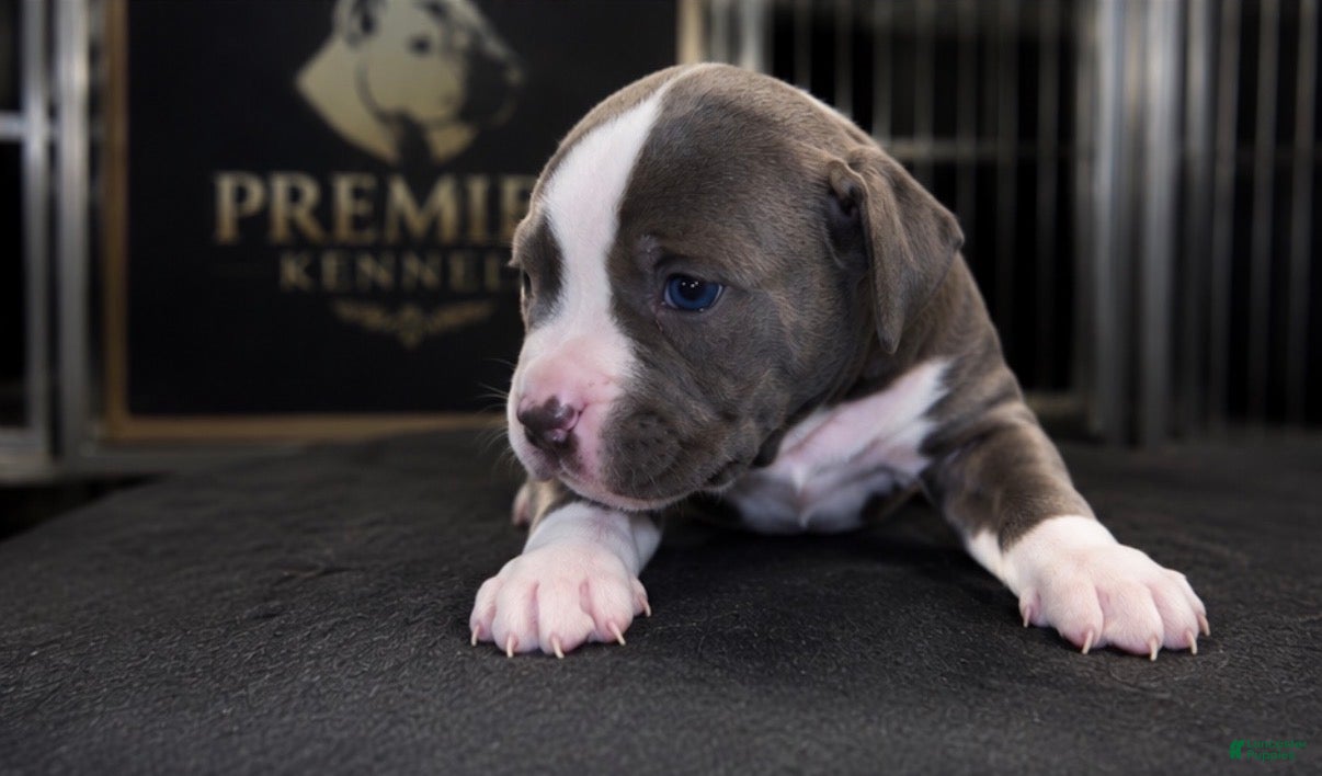 American Bully dogs Bella - Ad 1