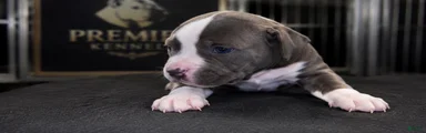 Bella
