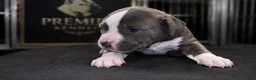 American Bully dogs for sale: Bella - Ad 1