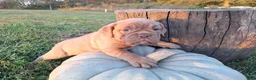 English Bulldog dogs for sale: Lily - Ad 5