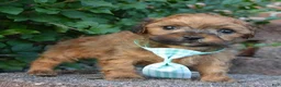 Shihpoo dogs for sale: TINY SAM - Ad 12