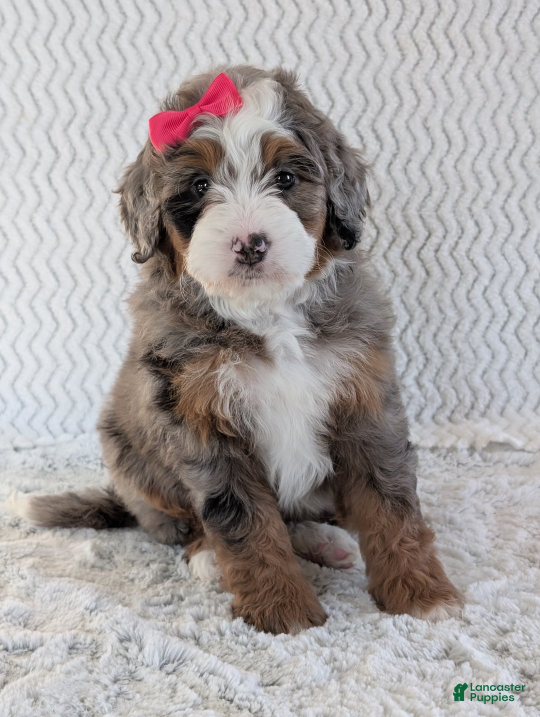 Mini Bernedoodle dogs for sale: Mini Sadie  - Ad 10