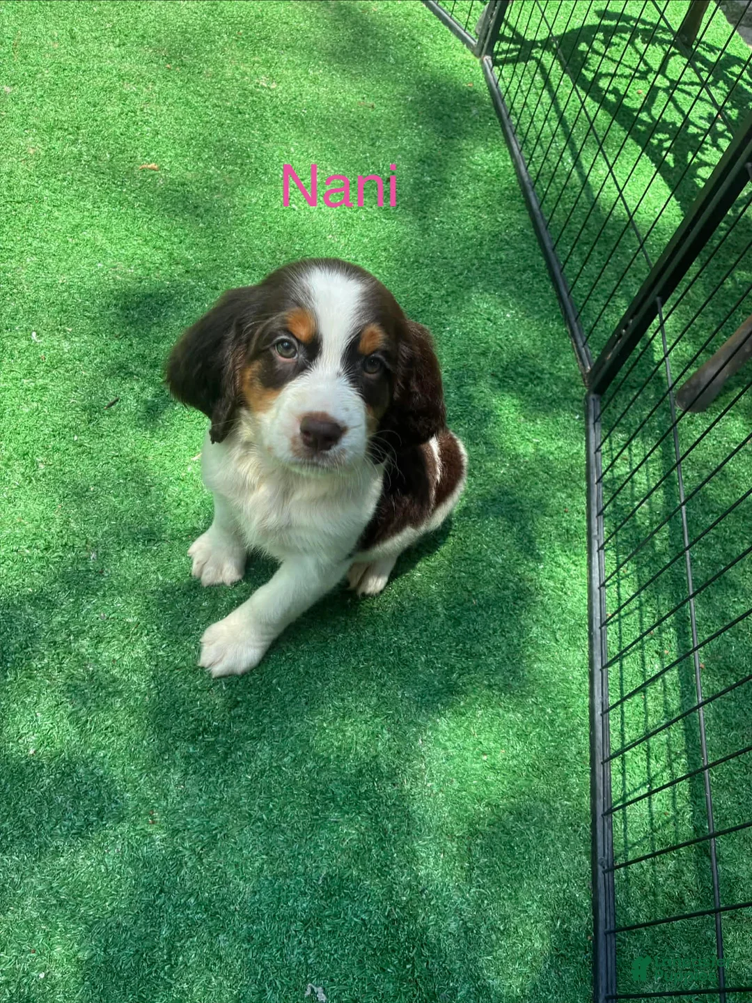 English Springer Spaniel dogs for sale: Nani - Ad 1