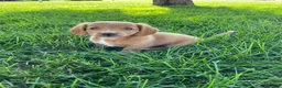 Miniature Dachshund dogs for sale: Ella - Ad 3