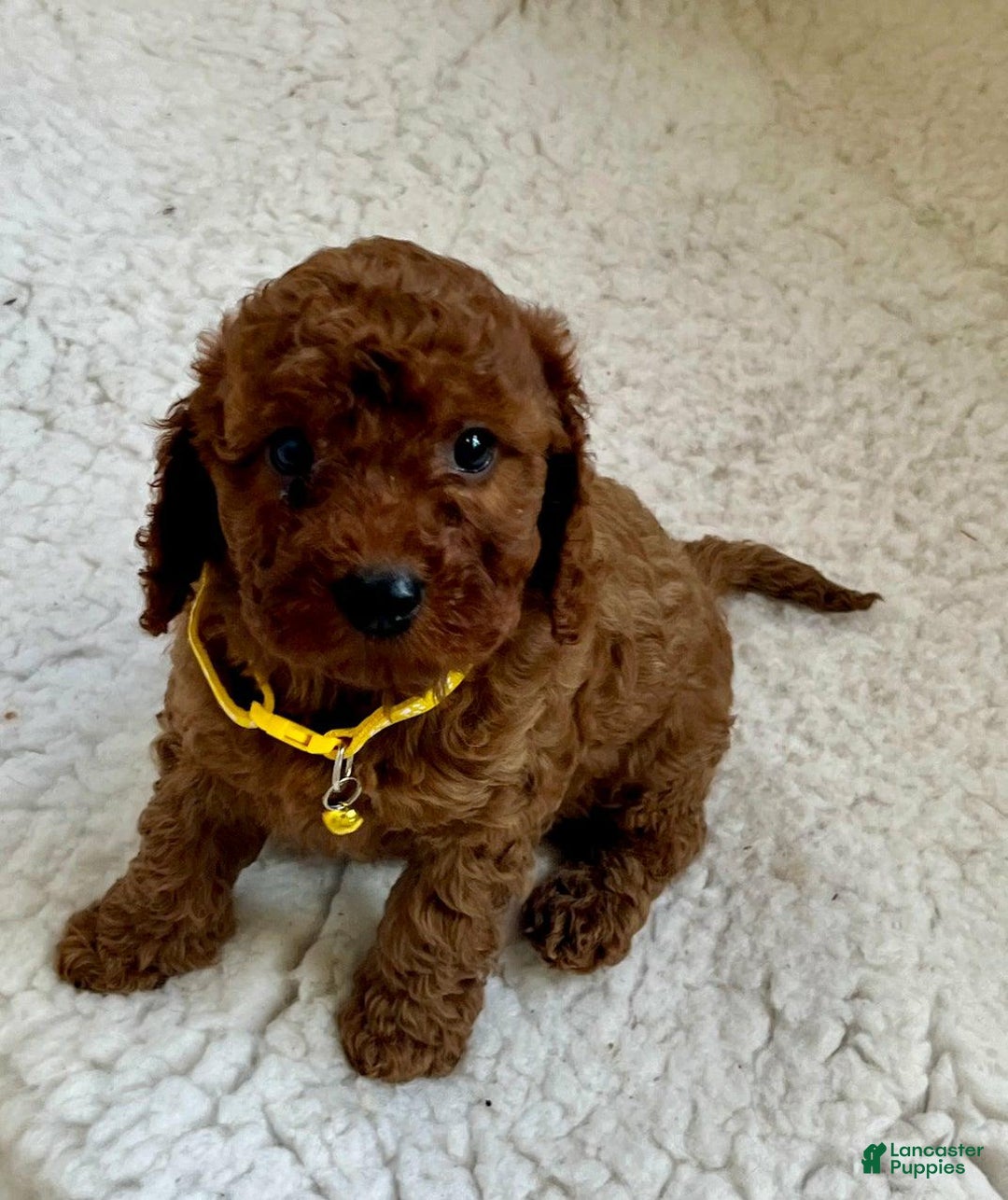 Cavapoo dogs for sale: Tiffany  - Ad 1
