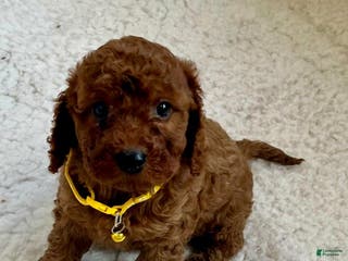 Cavapoo dogs Tiffany - Ad 21