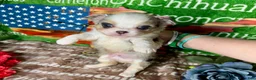 Chihuahua dogs for sale: Drysdale Long Coat - Ad 9
