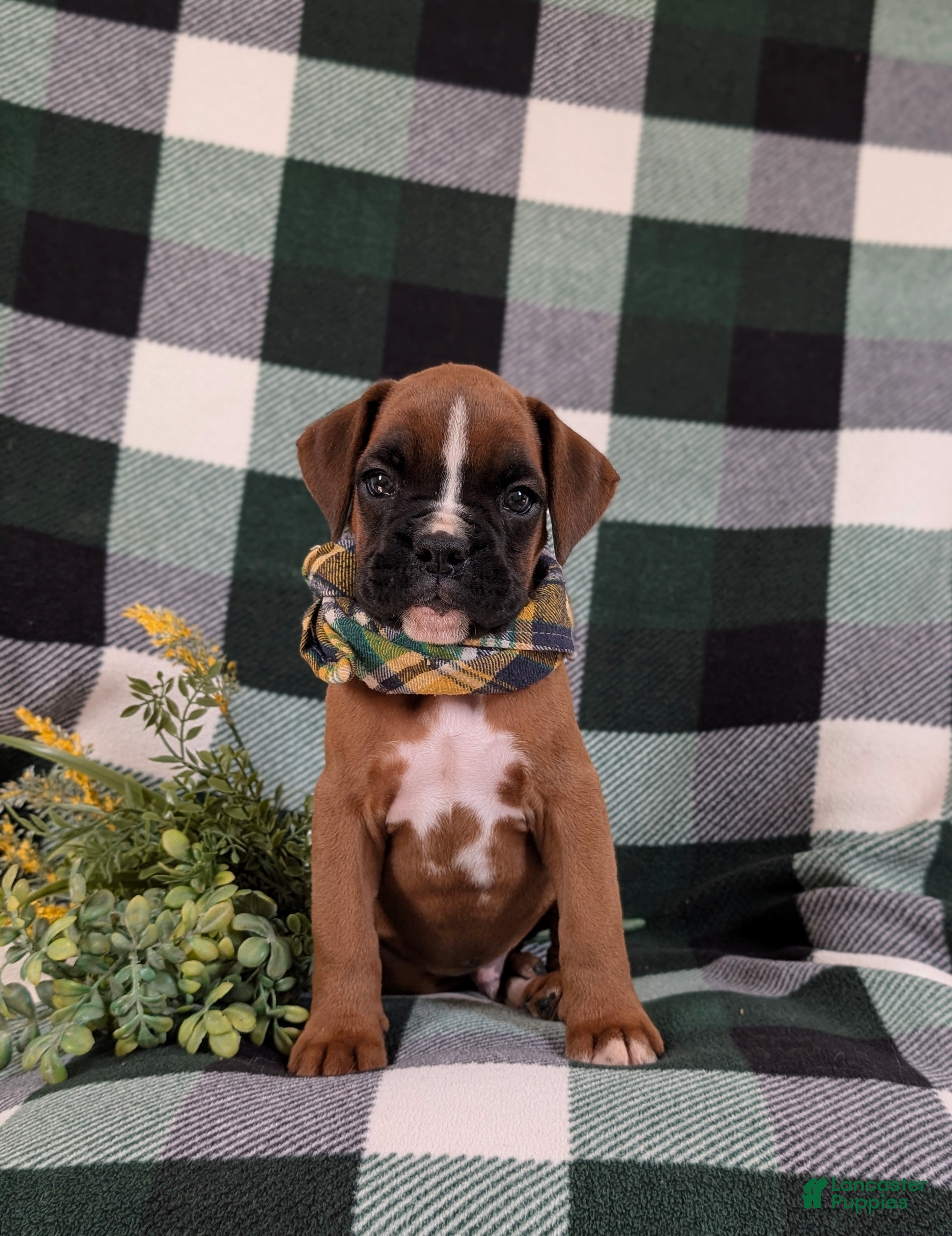 Boxer dogs Parkinson - Ad 1