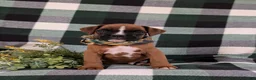 Boxer dogs for sale: Parkinson - Ad 1