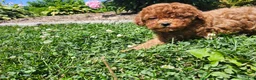 Miniature Poodle dogs for sale: Teddy - Ad 9