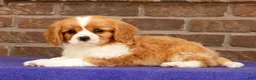 Cavalier King Charles Spaniel dogs for sale: Seth - Ad 5