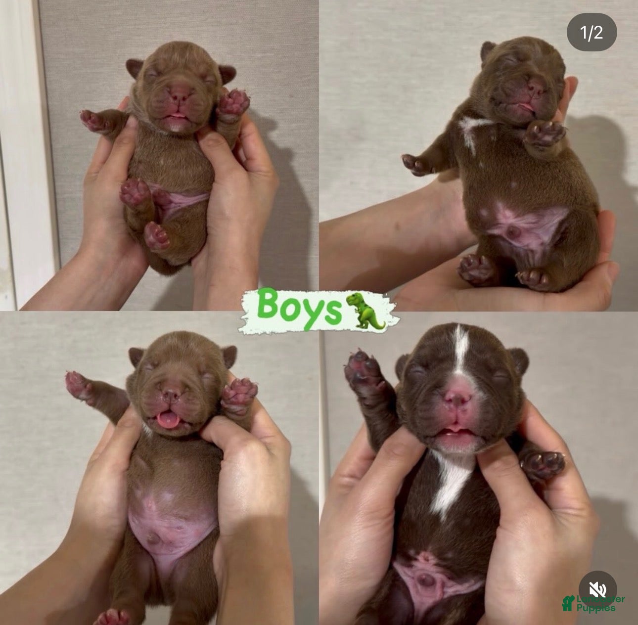 American Bully dogs American Bully 1 - Ad 2