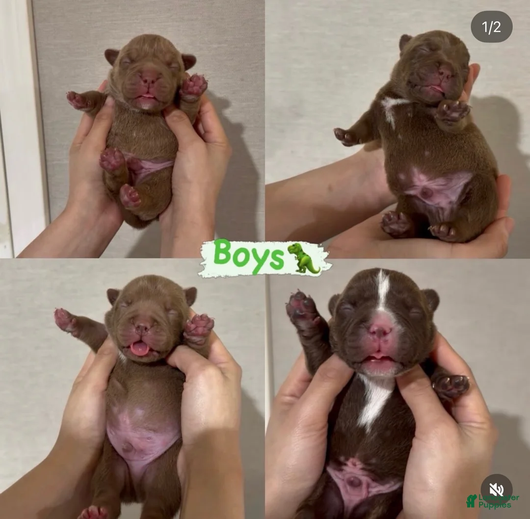 American Bully dogs for sale: American Bully 1 - Ad 2