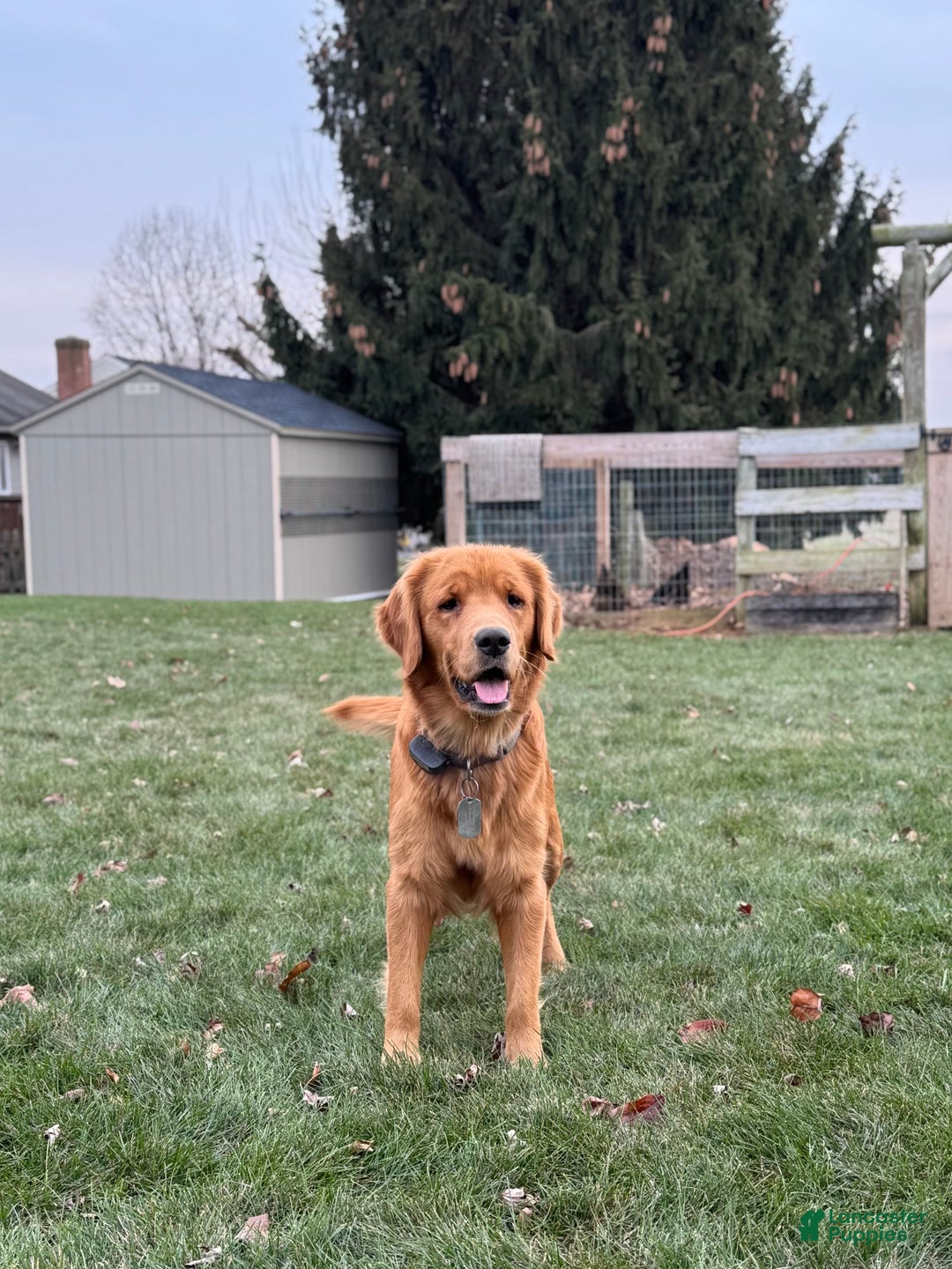 Mixed Breed dogs for sale: Mabel - Ad 7