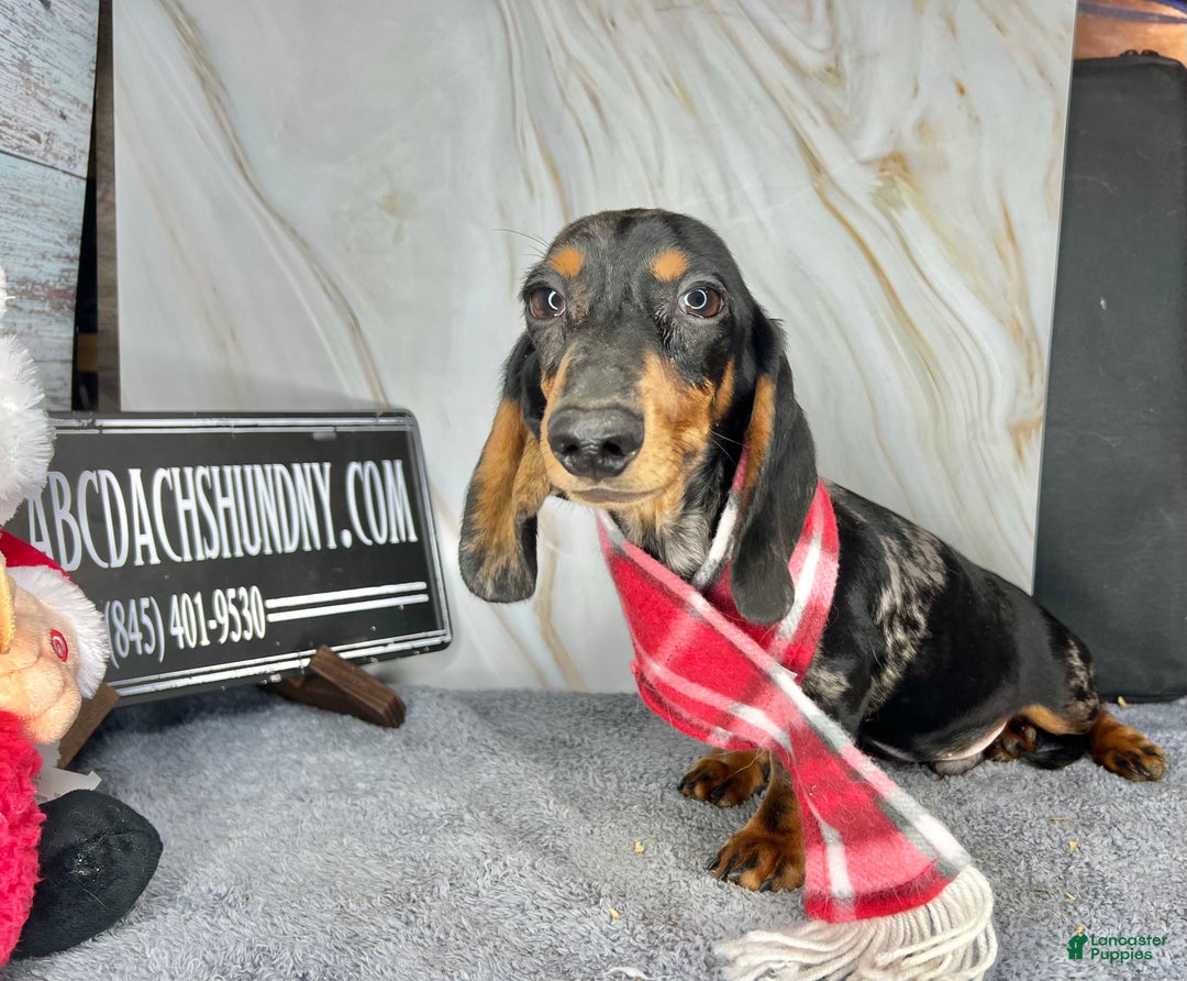 Miniature Dachshund dogs for sale: Pra clear CH Parents AKC  - Ad 8