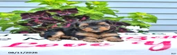 Yorkshire Terrier dogs for sale: Daisy - Ad 3