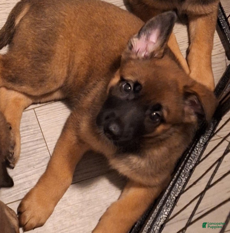 Mixed Breed dogs Mixed Breed Puppy 3 - Ad 8